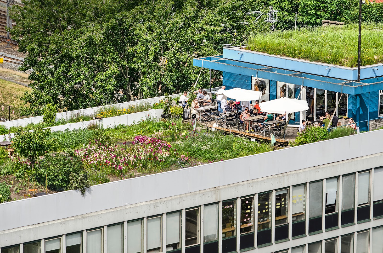 rooftop garden