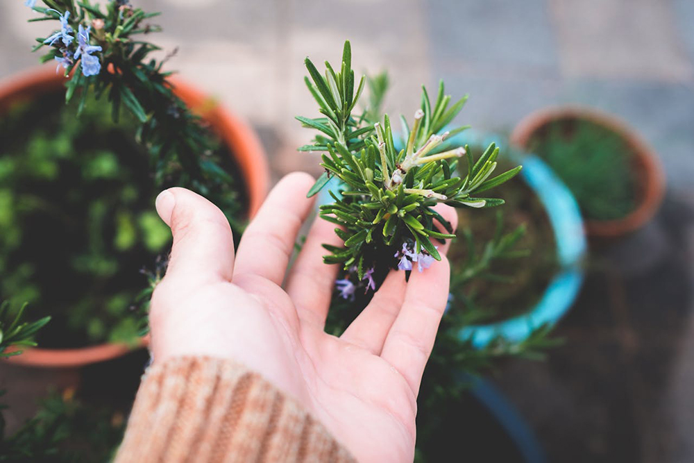 A person touching potted rosemary