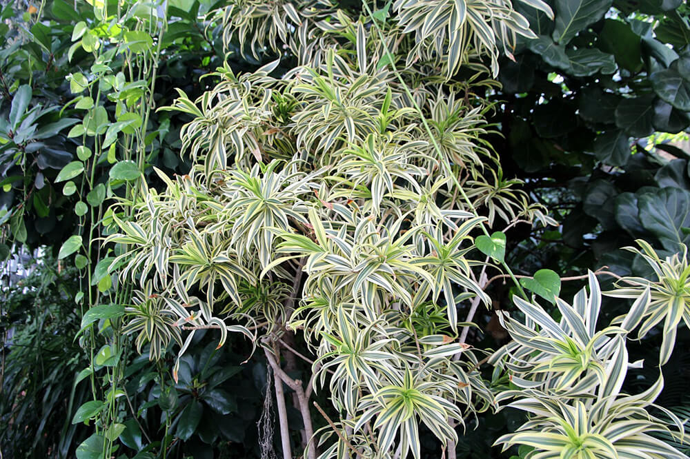 spider plants