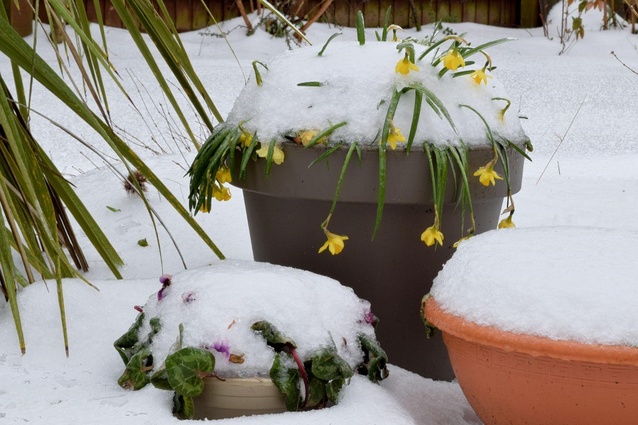 How to Protect Potted Plants in Winter