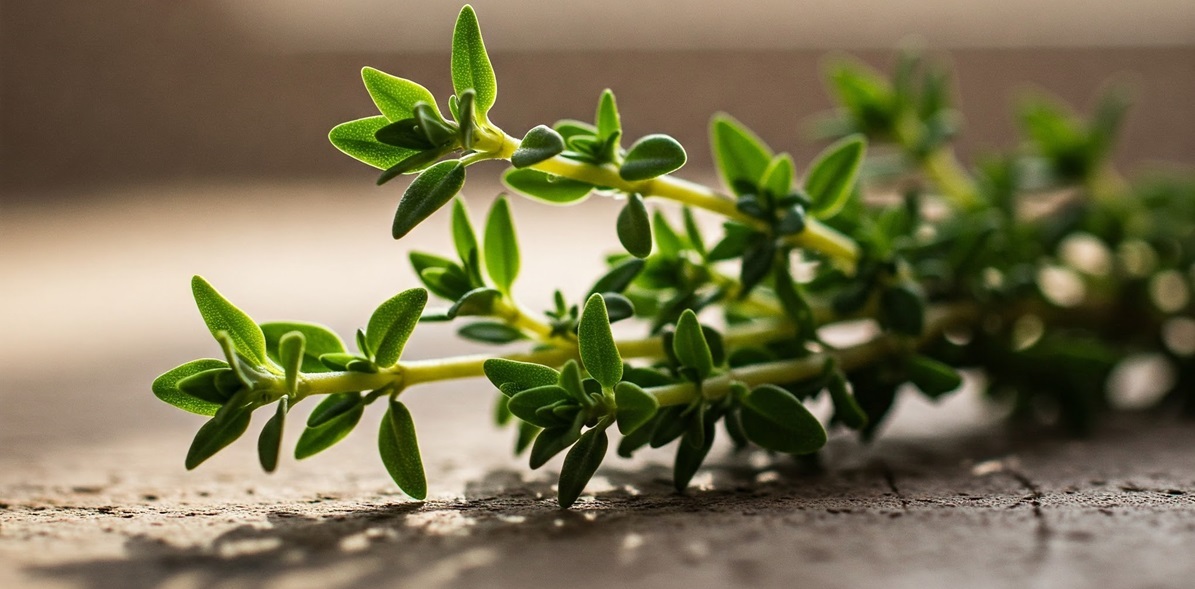 thyme-image.jpg