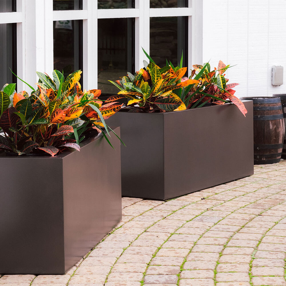 boxwood in a planter outdoors