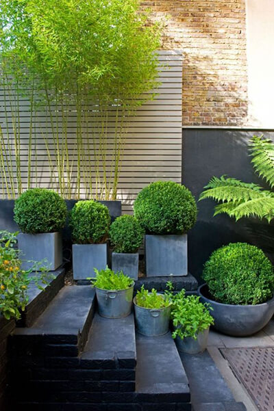 topiaries shrubs