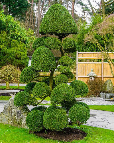 topiary classic ball