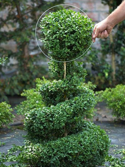 topiary lollipop shaped