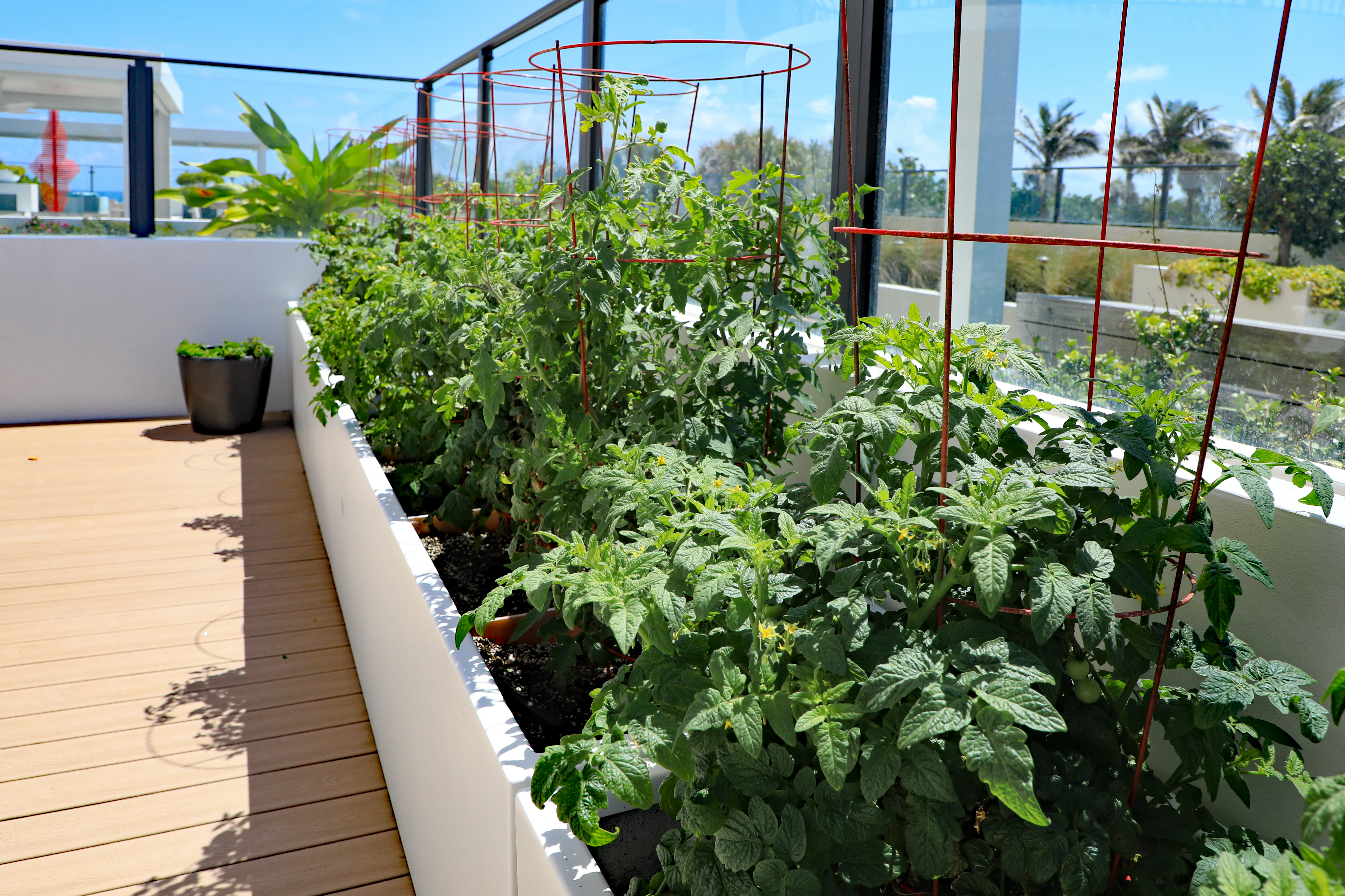 Urban Farming: How Restaurants and Cafes Can Grow Their Own Food