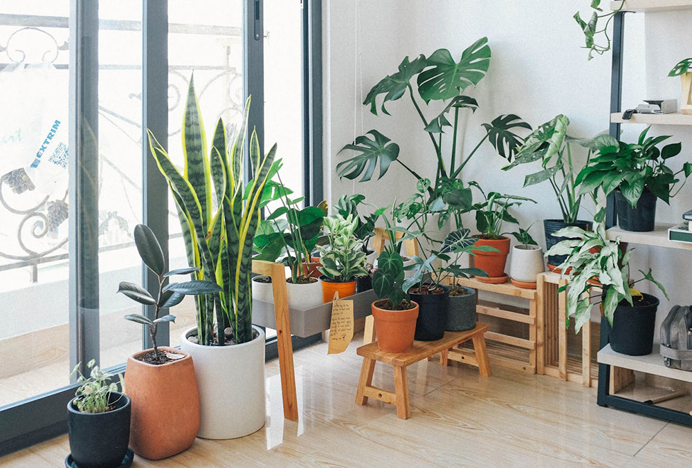 A room filled with various potted plants 