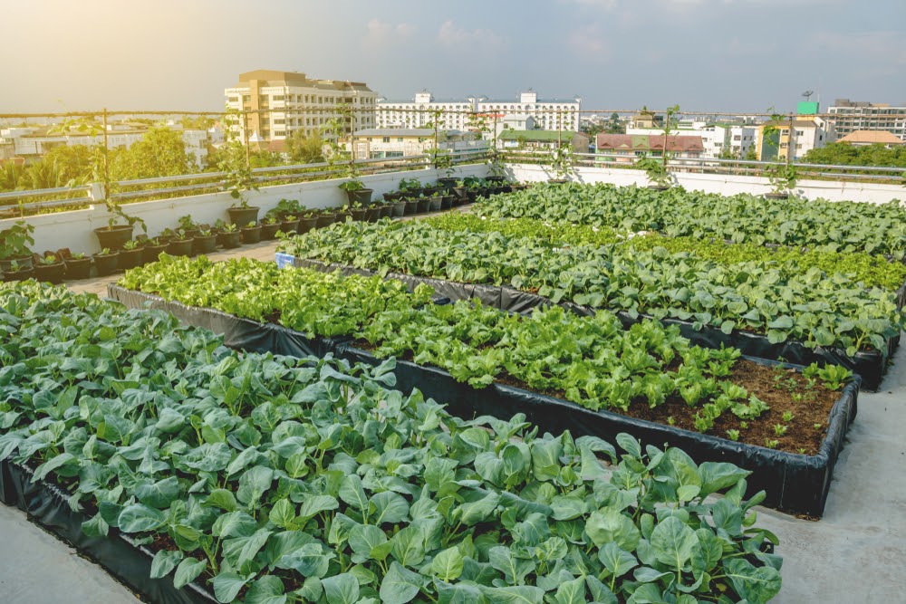 rooftop vegetable garden