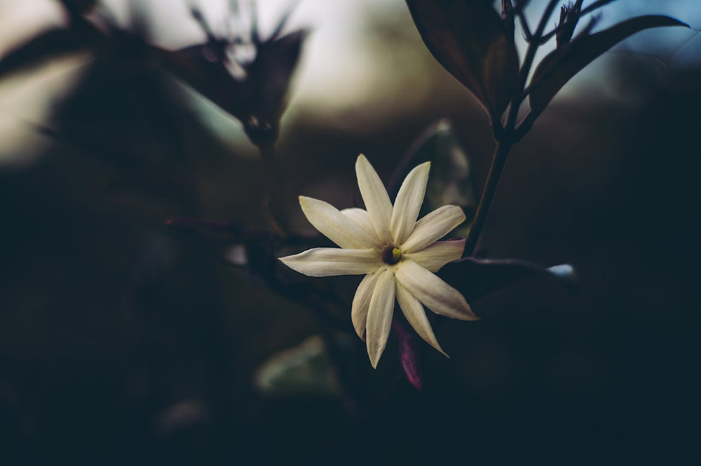 White winter jasmine