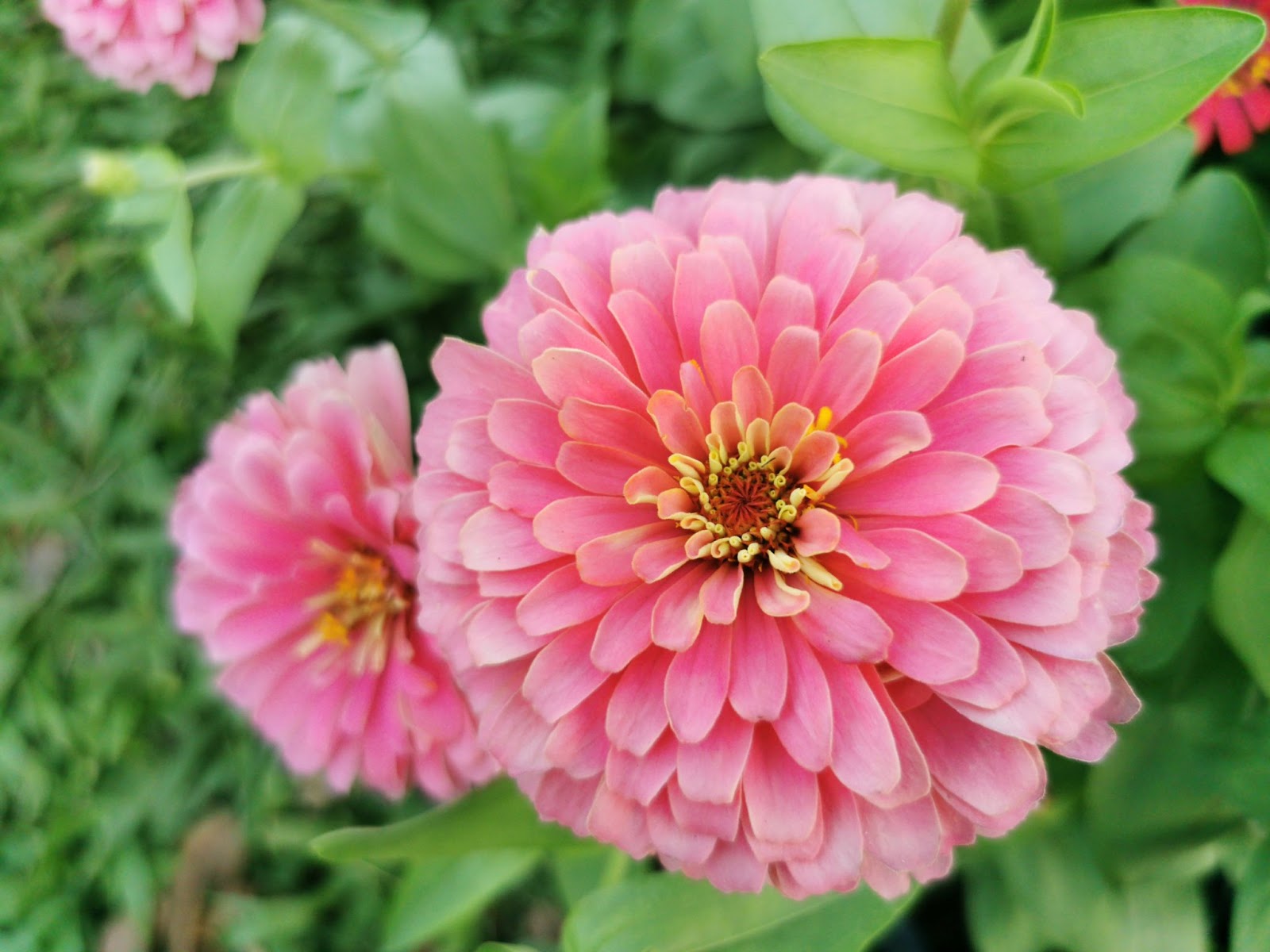 zinnias